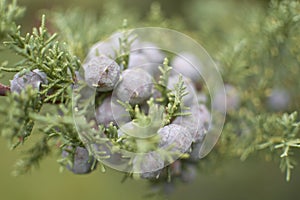 Close-up of cypress fruit