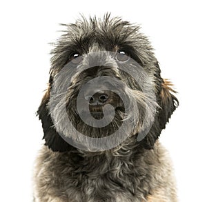 Close-up of a Dachshund facing, 2 years old, isolated