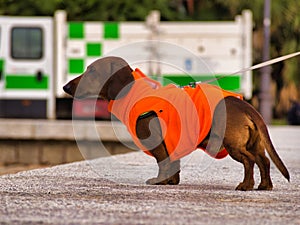 Close-up of a Dachshund wearing a bright orange vest on the street