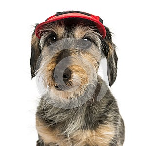 Close-up of a Dachshund wearing a cap, 15 years old