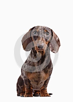 Close-up of Dachshund on white background