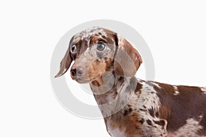 Close-up of Dachshund on white background