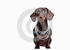 Close-up of Dachshund on white background