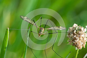 Close up daddy longlegs with big green eyes and strange smile looks at you