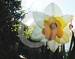 Close-up of blossom and pollen of a narcissus photo