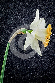 Close up of daffodil accent on black textured background.