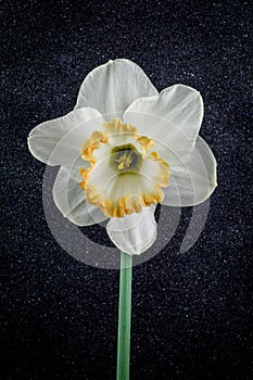 Close up of daffodil accent on black textured background.