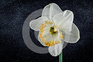 Close up of daffodil accent on black textured background.