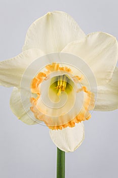 Close up of daffodil accent on grey background.