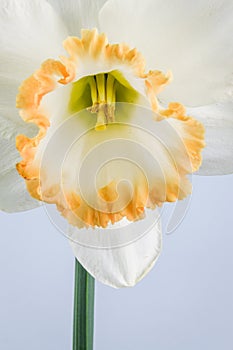 Close up of daffodil accent on grey background.