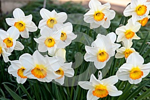 Close up of daffodils.