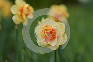 Close up of daffodils field Spring background Netherlands photo