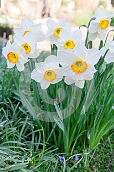 Close up of daffodils. Variety of white flowers with orange center.