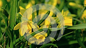 Close Up Daffodils Yellow Field Meadow Easter Flower Nature. Field of daffodils Narcissus pseudonarcissus in forest by