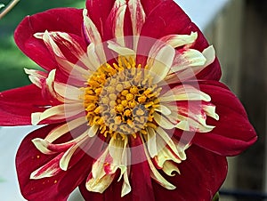 Close up of Dahalia flower