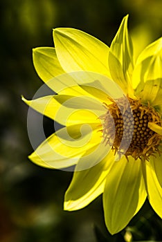 Close-up of Dahlia