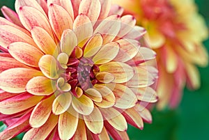 Close-up of a Dahlia flower