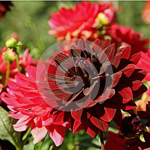 Close-up of a dahlia flower with dark red camellia flowers