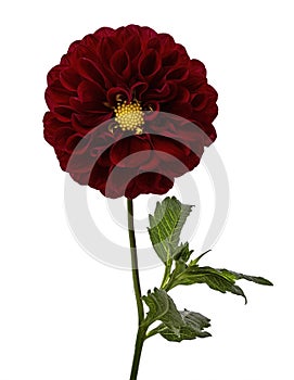 Close up of Dahlia flower with green leaves, isolated on white background, with clipping path