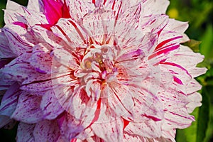 close-up. Dahlia flower with pink petals.