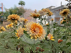 Close-up Dahlia flowers in garden