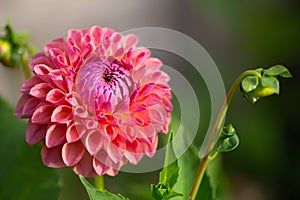 Close up of dahlia jowey winie bloom and bud