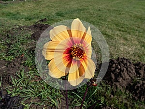 Close-up of the Dahlia \'Moonfire\' that features golden orange petals blushed with orange-red at their center