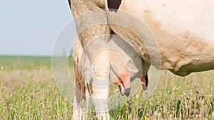 Close-up of a dairy cow eating grass on a green meadow. Agricultural animal husbandry.