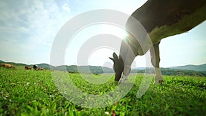 Close-up of a dairy cow eating grass in a meadow in the mountains.Side view