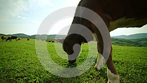 Close-up of a dairy cow eating grass in a meadow in the mountains.Side view