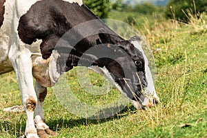 Close-up of a dairy cow grazing - Italian Alps