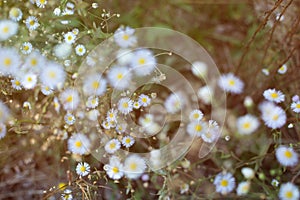 Close up of daisies with a blurred background, vintage filter applied