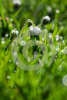 Close up of daisies in green grass with dew drops in the morning