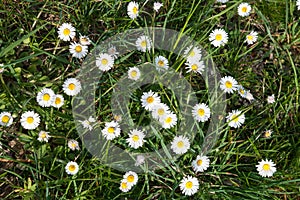 Close-up of daisies. Pattern of white flowers and green grass.