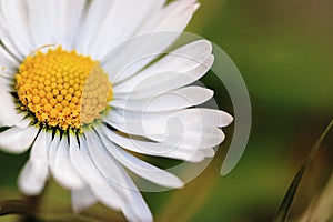 Close up of a daisy