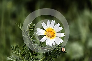 A close up of a daisy