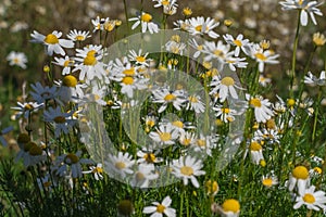 close-up of a daisy on a background of green grass. Chamomile field.