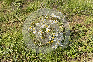 close-up of a daisy on a background of green grass. Chamomile field.