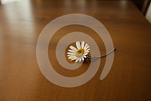 Close-up of a daisy chain on a wooden table