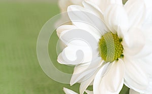 Close up of daisy flower