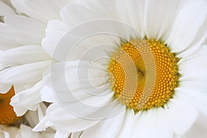 Close-up of a daisy flower