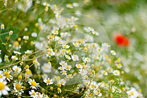 Close up of daisy flower