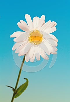 Daisy flower against blue sky