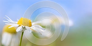 Close-up of daisy flower against blue sky, defocused background. Selective focus, shallow depth of field