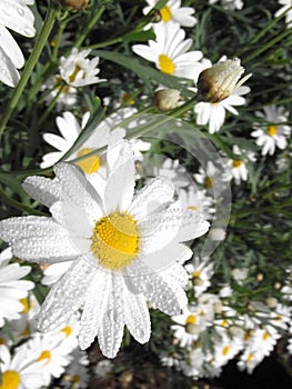 close up daisy flower in garden