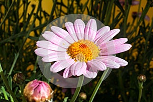 Daisy flower isolated from the background. photo