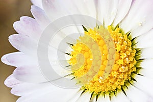 close up daisy flower pistils photo