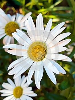 Close-up of daisy flowers blossoming in summer. White chamomiles on green grass background.