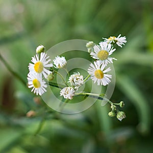 Close up Daisy Flowers