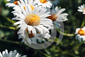 Close-up of daisy flowers in the gentle rays of the warm sun in the garden. Summer, spring concepts